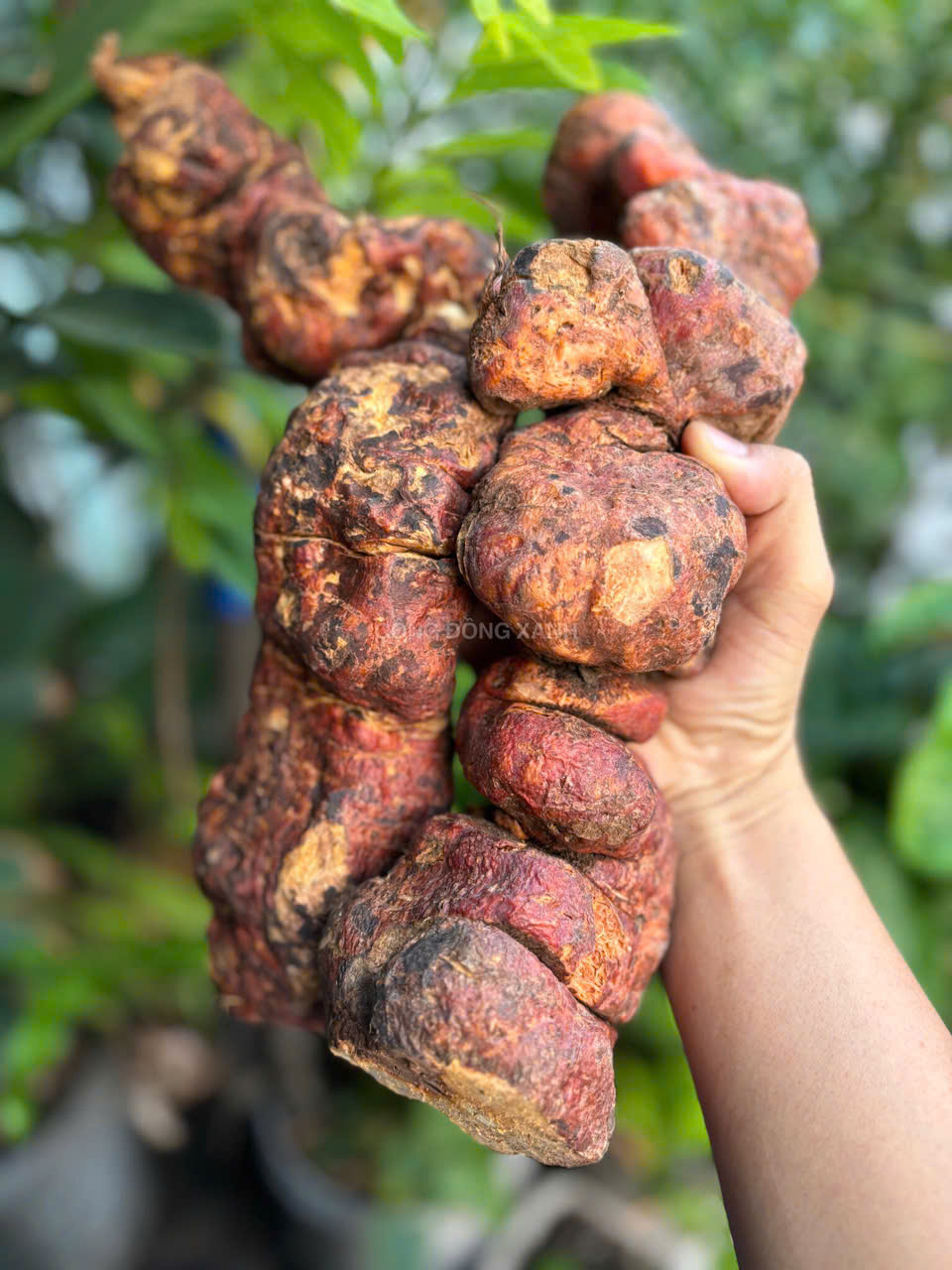 HÀ THỦ Ô, TÓC BẠC, RỤNG TÓC, ĐẸP DA